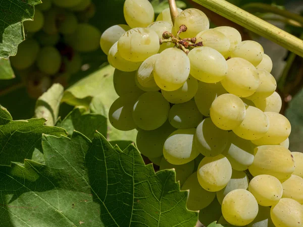 Bunches Wine Grapes Close View Fresh Sweet Wine Grape Ripe — Stockfoto