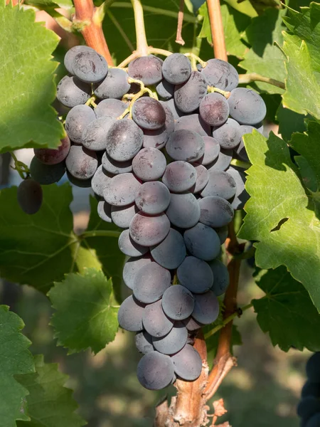 Bunches Wine Grapes Close View Fresh Sweet Wine Grape Ripe — Stockfoto