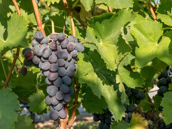 Bunches Wine Grapes Close View Fresh Sweet Wine Grape Ripe — Zdjęcie stockowe