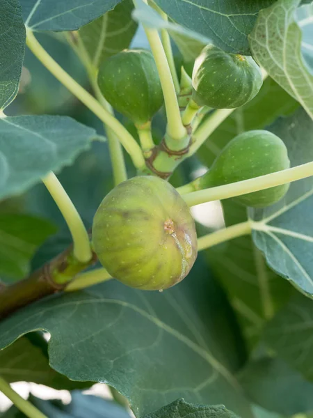 Ripe Fig Fruits Tree Branch Green Figs Tree Summer Day — Fotografia de Stock