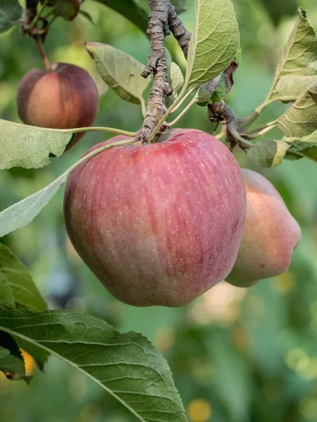 Grupa Słodkich Świeżych Organicznych Jabłek Rośnie Gałązce Jabłoni Liśćmi Pod — Zdjęcie stockowe