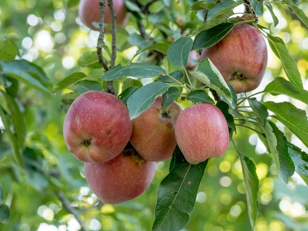 Grupa Słodkich Świeżych Organicznych Jabłek Rośnie Gałązce Jabłoni Liśćmi Pod — Zdjęcie stockowe