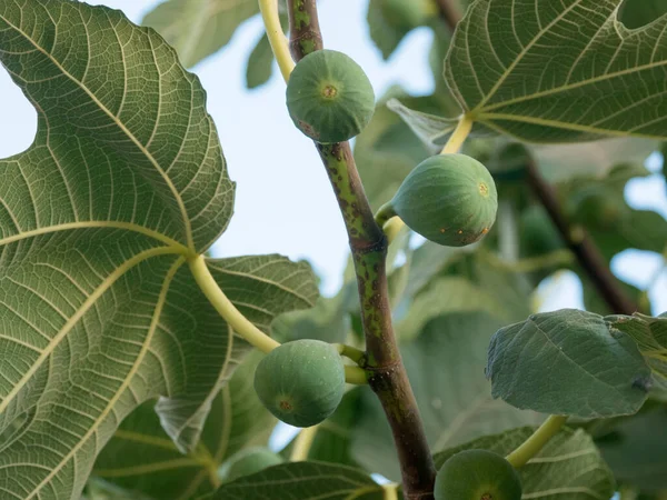 Ripe Fig Fruits Tree Branch Green Figs Tree Sunny Day — 图库照片