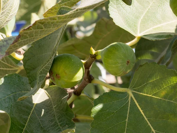Ripe Fig Fruits Tree Branch Green Figs Tree Sunny Day — 图库照片