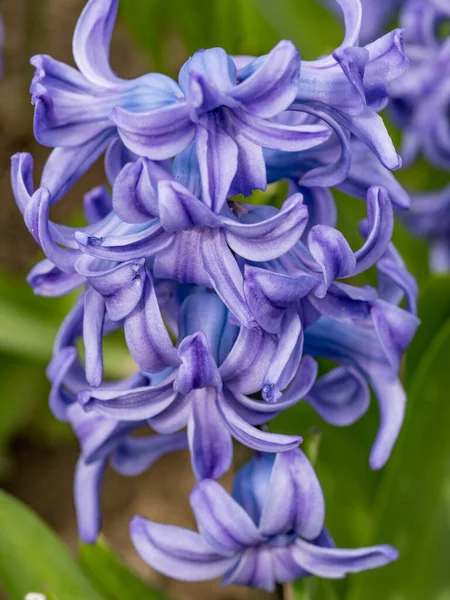 Çiçekli mor Hyacinthus, arka plan kullanımı için kapat, bahar çiçekleri