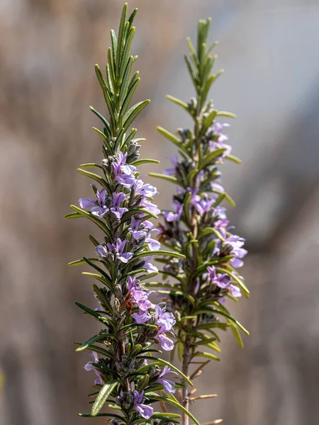 Organic Rosemary Plant Growing Garden Extracts Essential Oil — Fotografia de Stock