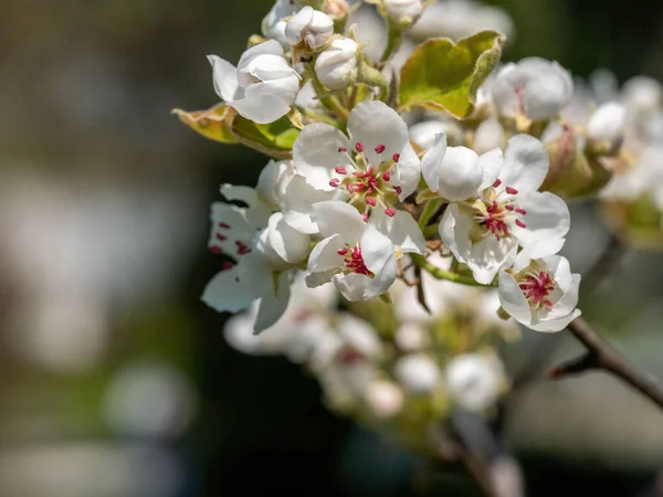 プルナス セラシフェラの白赤の花 チェリー プラムの花開花枝 咲く木 — ストック写真