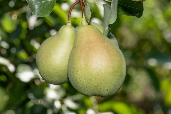 Czerwono Zielone Organiczne Gruszki Dojrzewają Latem Ogrodzie — Zdjęcie stockowe