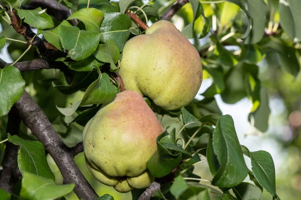 Czerwono Zielone Organiczne Gruszki Dojrzewają Latem Ogrodzie — Zdjęcie stockowe