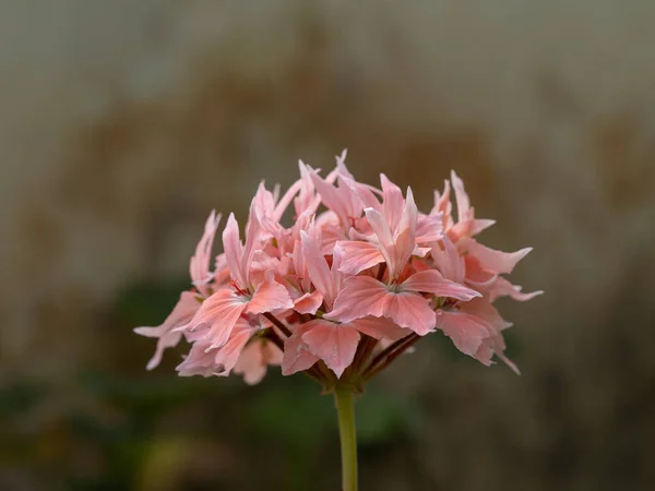 Pelargonium Graveolens Planta Con Flores Color Rosa Geranio Rosa Pelargonium — Foto de Stock
