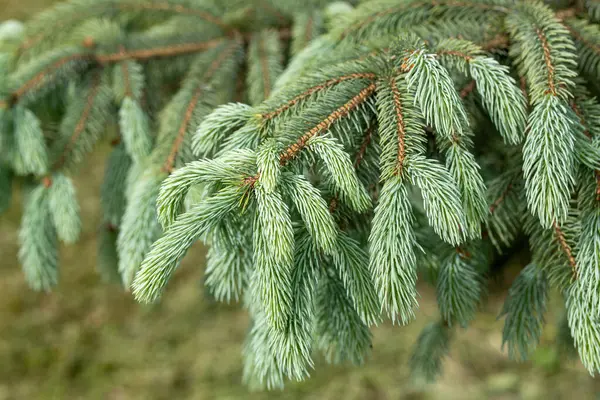 Φυσική Υφή Των Κλαδιών Picea Engelmannii Λευκής Ερυθρελάτης Ορεινής Ερυθρελάτης — Φωτογραφία Αρχείου