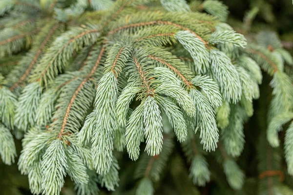 Nature Texture Picea Engelmannii White Spruce Mountain Spruce Branches — Stock Photo, Image