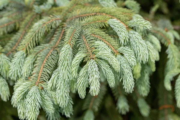 Textura Natural Picea Engelmannii Ramas Abeto Blanco Abeto Montaña — Foto de Stock