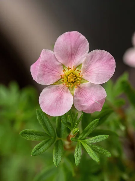 Närbild Ganska Gul Potentilla Blomma Buske Sommarträdgård — Stockfoto