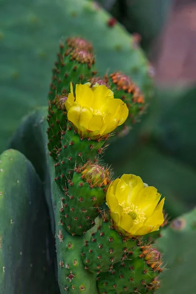 Kıbrıs adasının bahçesinde açan sarı Hint inciri. Opuntia ficus indica resmi.