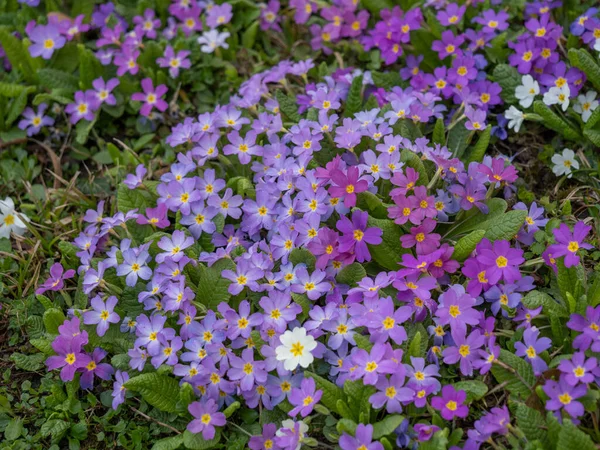 春には森の中でプリムラ プリムラハゲワシ の花を咲かせます ハーブ医学 そこから咳止めシロップが作られている植物 — ストック写真