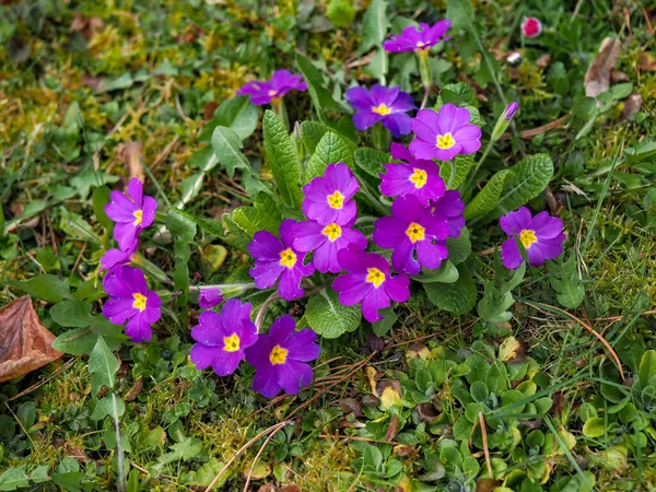 春には森の中でプリムラ プリムラハゲワシ の花を咲かせます ハーブ医学 そこから咳止めシロップが作られている植物 — ストック写真