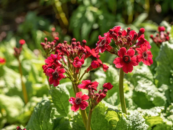 Primula Japonica Cultivar Primel Blumen Wilde Blumen Blühen Waldgarten — Stockfoto