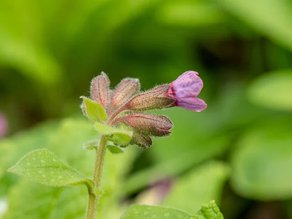 Pulmonaria Lungwort Flowers Different Shades Violet One Inflorescence First Spring — Stock Photo, Image