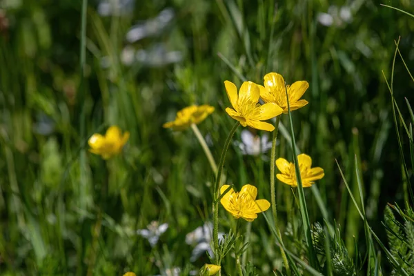 불그스럼 Ranunculus Bulbosus Common Meado Flower — 스톡 사진