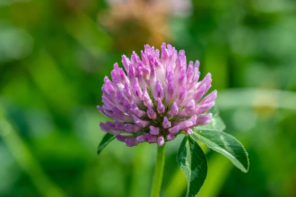 Kırmızı yonca çiçeği (trifolium pratense) yeşil bulanık arka planda. Yaz yeşil çayırında pembe yonca çiçeğini kapat..