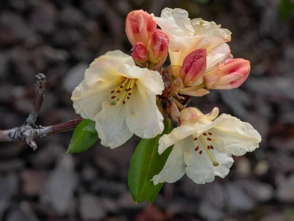Blossoming White Rhododendron Wardii Var Puralbum Spring — Stock Photo, Image