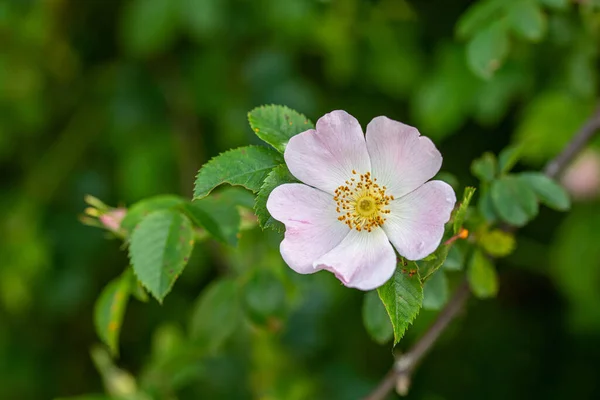 Gyönyörű Rosa Canina Rózsa Csípő Vagy Csipkebogyó Más Néven Rózsa — Stock Fotó