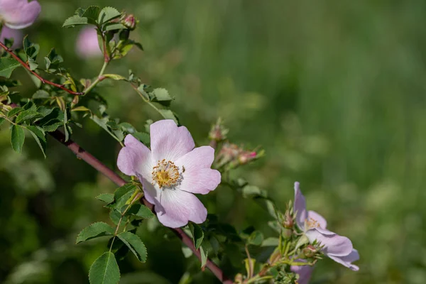 Gyönyörű Rosa Canina Rózsa Csípő Vagy Csipkebogyó Más Néven Rózsa — Stock Fotó