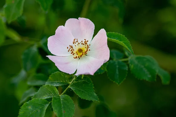 Όμορφη Rosa Canina Τριαντάφυλλο Ισχίου Αγριοτριανταφυλλιάς Που Ονομάζεται Επίσης Τριανταφυλλιά — Φωτογραφία Αρχείου