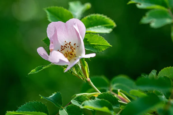 Gyönyörű Rosa Canina Rózsa Csípő Vagy Csipkebogyó Más Néven Rózsa — Stock Fotó