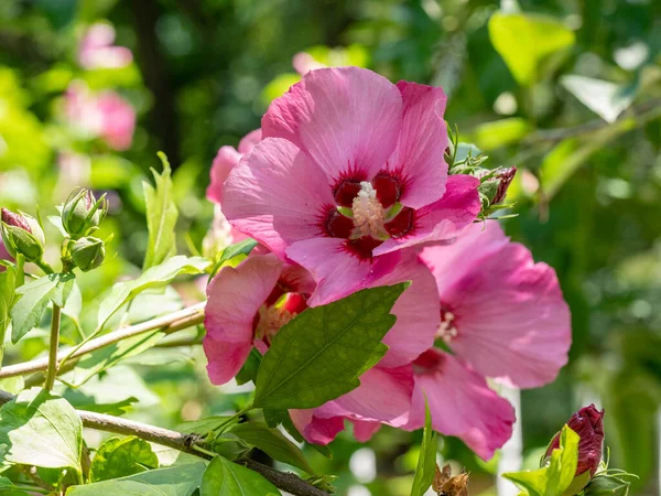 Hibiscus Syriacus Rose Sharon Growing Natural Setting Foliage Background — Fotografia de Stock