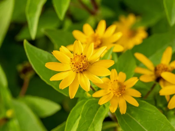 Vista Perto Das Flores Zinnia Sanvitalia Speciose — Fotografia de Stock