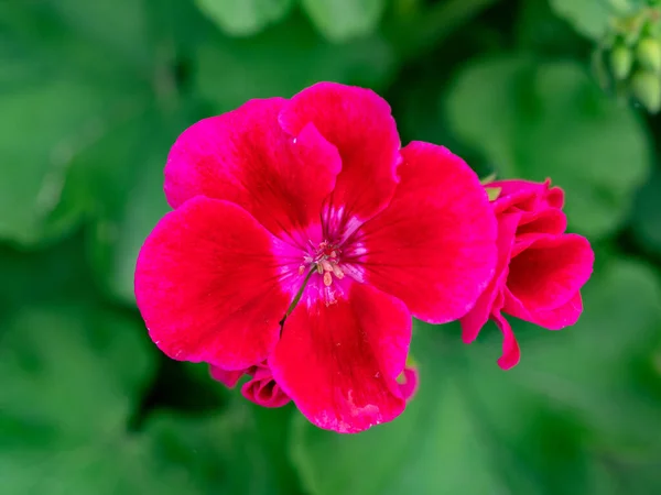 ペラルゴニウムやゼラニウムは明るい赤を咲かせます ゼラニウム植物の花弁の閉鎖 — ストック写真