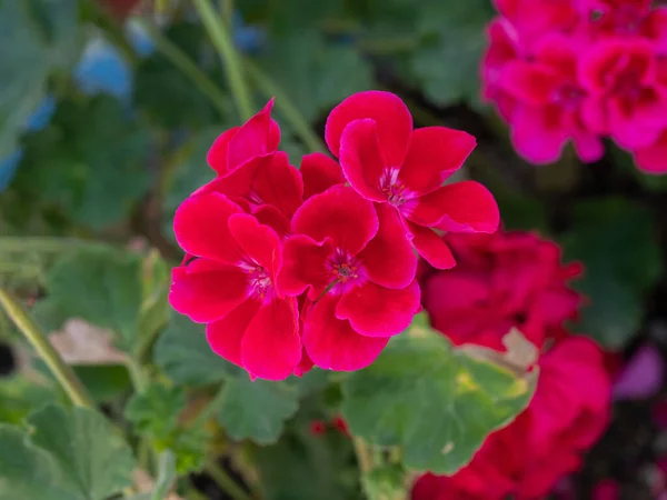 ペラルゴニウムやゼラニウムは明るい赤を咲かせます ゼラニウム植物の花弁の閉鎖 — ストック写真