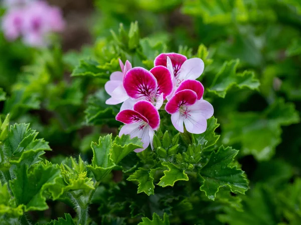 Pelargonia Lub Geranium Kwitną Jasno Czerwono Zbliżenie Płatków Geranium — Zdjęcie stockowe