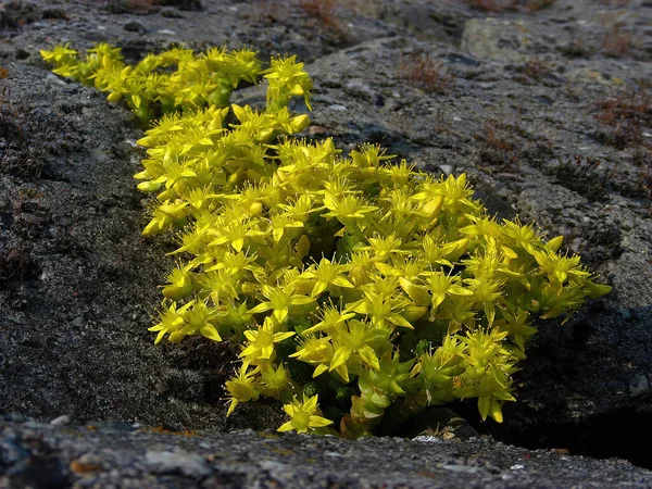 Sedum Acre Yellow Flowers Growing Rock — Stock Fotó