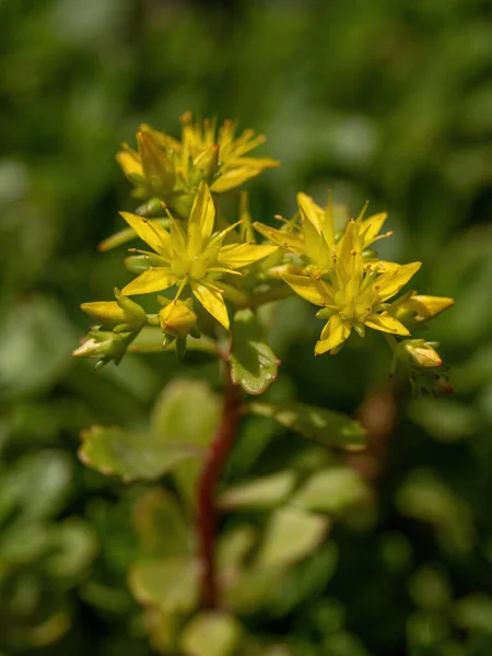 Hermosas Flores Doradas Plantas Suculentas Medicinales Sedum Hybridum —  Fotos de Stock