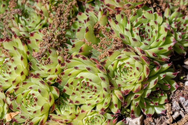 Sarı Çiçek Sedum Sektorum, küçük yıldız şeklinde çiçekler