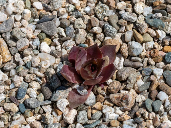 정원에 Sempervivum Common Houseleek Sempervivum Arachnoideum — 스톡 사진