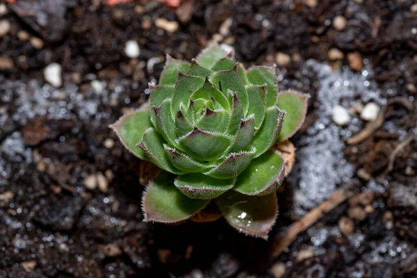 Macro Photo Sempervivum Flower Sempervivum Arachnoideum Sempervivum Tectorum — 스톡 사진