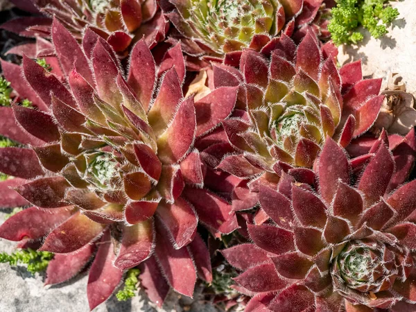 三倍体花 Sempervium Arachnoideum 的宏观照片 浅水区深度 — 图库照片