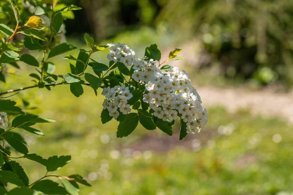 Flores Brancas Spirea Vanhouttei Bush Mola Planta Amplamente Utilizada Paisagismo — Fotografia de Stock