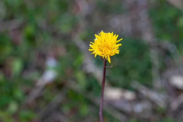 Primer Plano Una Flor Color Amarillo Brillante Cardo Siembra Sonchus — Foto de Stock