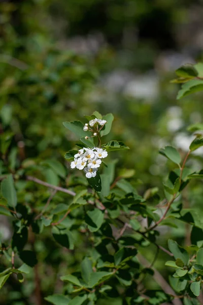 白色のシモツケ Vanhouttei 花春にブッシュ 植物は 造園と組織の生垣で広く使用されて — ストック写真