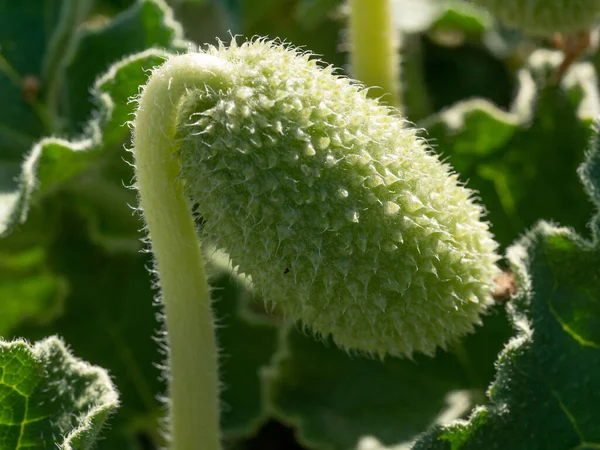 Ecballium Ist Eine Pflanzengattung Aus Der Familie Der Cucurbitaceae Die — Stockfoto