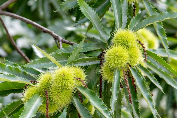 Castanea Sativa Είναι Ένα Φυλλοβόλο Δέντρο Αυξάνεται 98Ft Από Ένα — Φωτογραφία Αρχείου