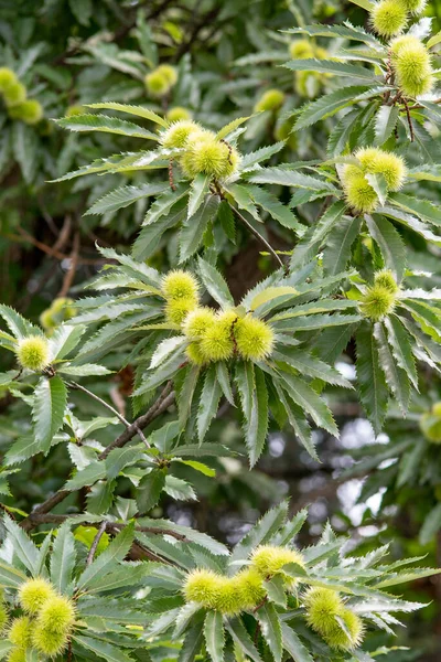 Castanea Sativa Ist Ein Laubbaum Der Mit Mittlerer Geschwindigkeit Bis — Stockfoto