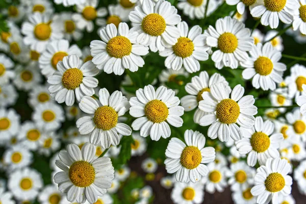 Matricaria partenium, Tanasetum partenium, Zlocien maruna, bahçede kasımpatı partenyumu