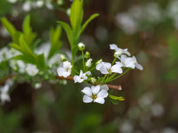 花の詳細を示すSpireaブッシュで画像を閉じます 緑の庭の白い尖塔 — ストック写真