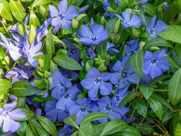 Blauer Immergrüner Vinca Minor Blüht Und Blättert Aus Nächster Nähe — Stockfoto